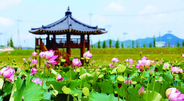 함안연꽃테마파크