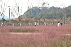 악양 생태공원(핑크뮬리)